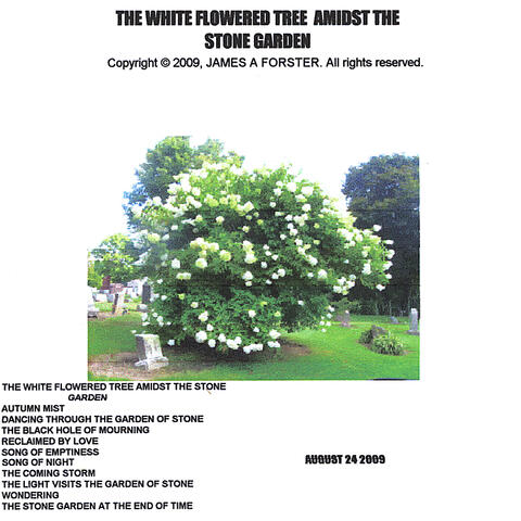 The White Flowered Tree amidst the Stone Garden