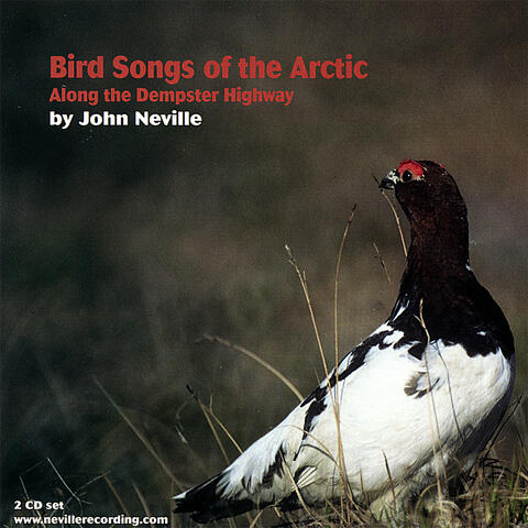 Bird Songs of the Arctic-Along the Dempster Highway