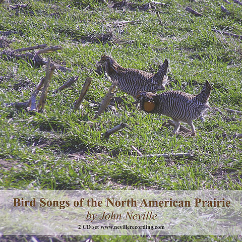 Bird Songs of the North American Prairie