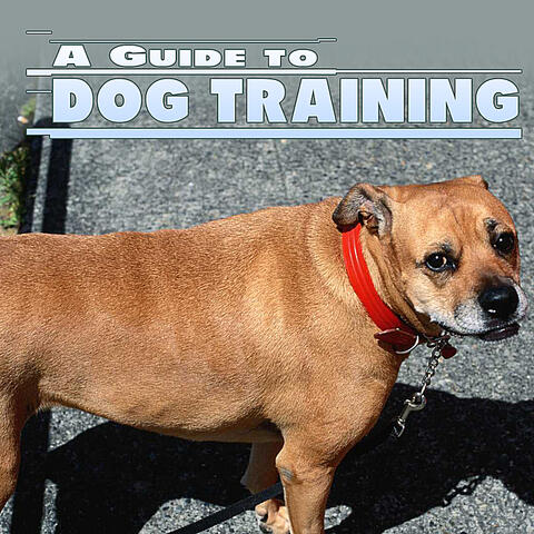 Guide To Dog Training