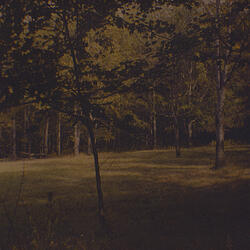 No Knight Errant (love The Leaves)