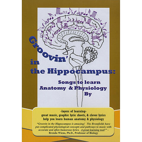 Groovin' in the Hippocampus