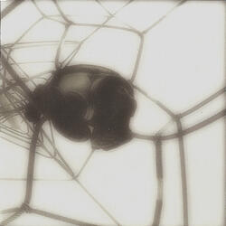Houdini's View Of Galilee