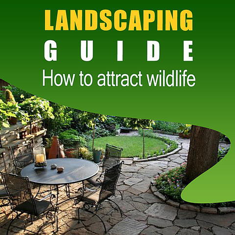 Landscaping Guide - How to Attract Wildlife and Maintain Your Yard Like a Professional