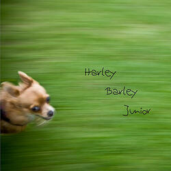 Harley Barley Junior