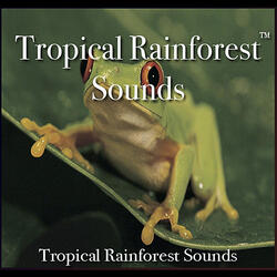 Tropical Rainforest Sounds - 60 Minutes of Tropical Rainforest Bliss