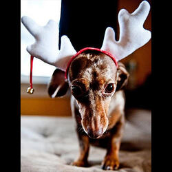 Santa and Baby (Santa's Little Helper Song)
