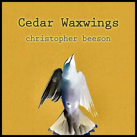 Cedar Waxwings