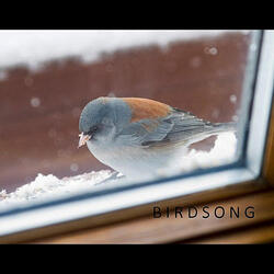Birdsong (Gabe's song)