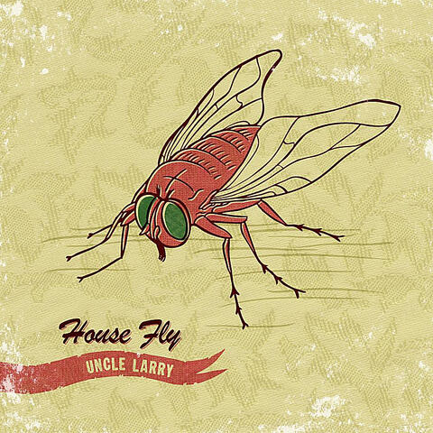 House Fly