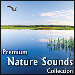 Nature Sounds for Massage