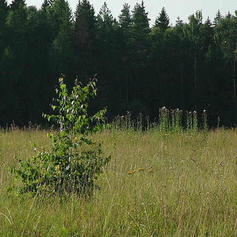 Grove
