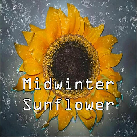 Midwinter Sunflower