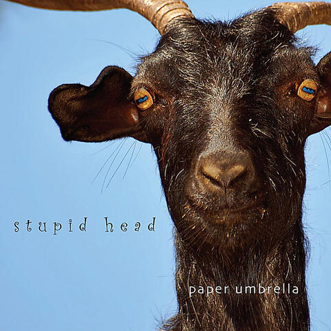 Stupid Head