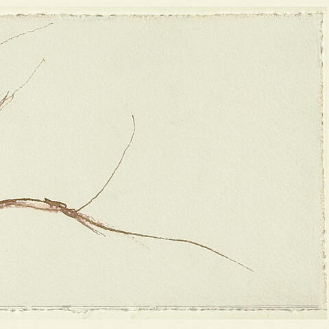 Wisp