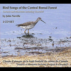 Black Bear   Ours noir