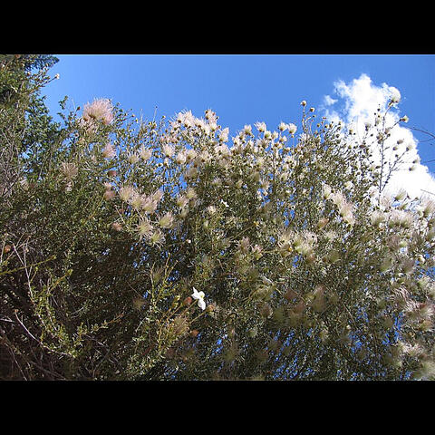 Apache Plume