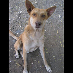 Stray Dog