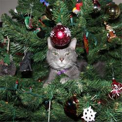 The Cat Knocked Over the Christmas Tree