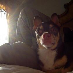 Chihuahua Jam