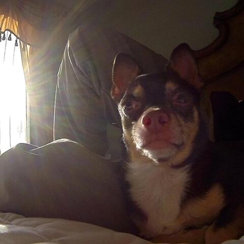 Chihuahua Jam
