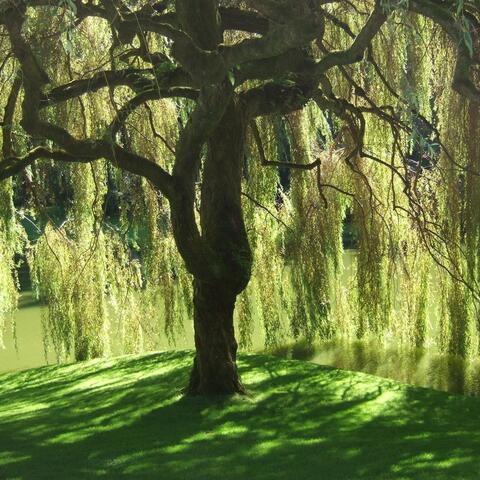 The Lonely Willow Tree