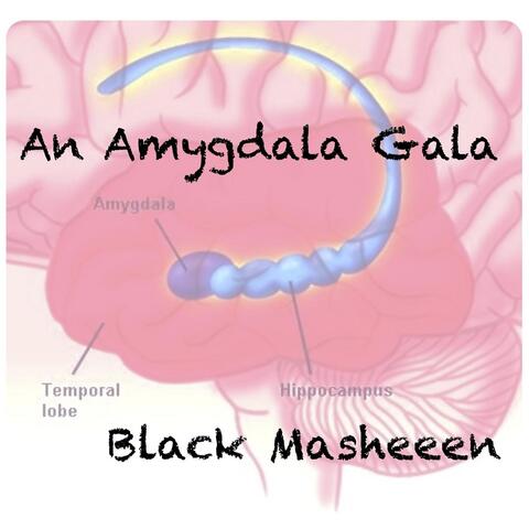 An Amygdala Gala