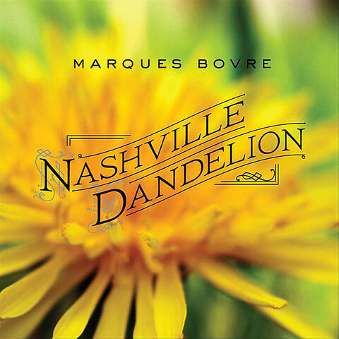 Nashville Dandelion