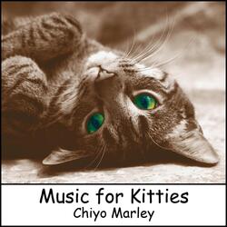 Owly Cat