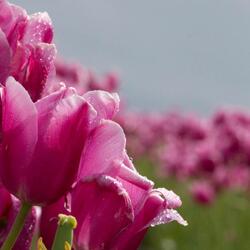 Spring Folded