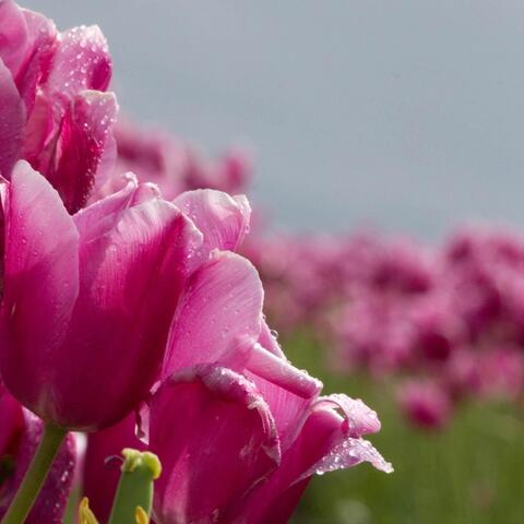 Spring Folded