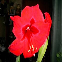 New Flowers in the Sun