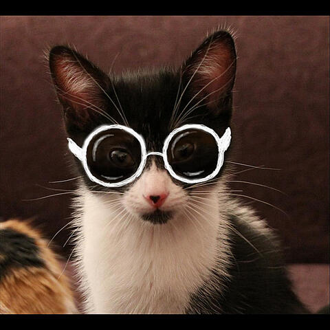 Kitty Fight (Radio Version)