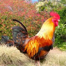 Chicken Music