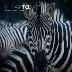 Animal Series: Zebra