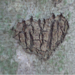 The Last Wedding March