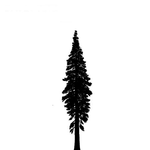 Taller Trees