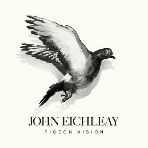Pigeon Vision