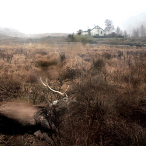 Feels, Feathers, Bog and Bees