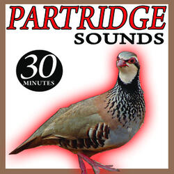 The Partridge Sounds (II) Chukar Perdix  Birds Song