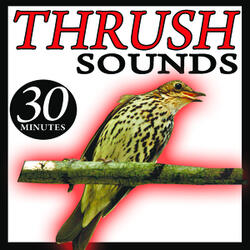 The Thrush Sound (II) Birds Song