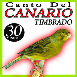 Canto del Canario Timbrado Español (II)