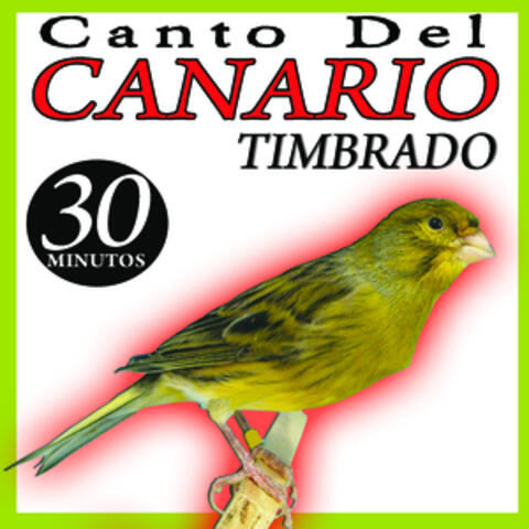 Canto de Canario Timbrado Español Sonido de Pajaros