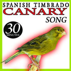 Spanish Timbrado Canary Song Birds (II) Birds Sounds