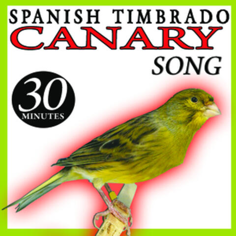 Spanish Timbrado Canary Song Birds Sounds