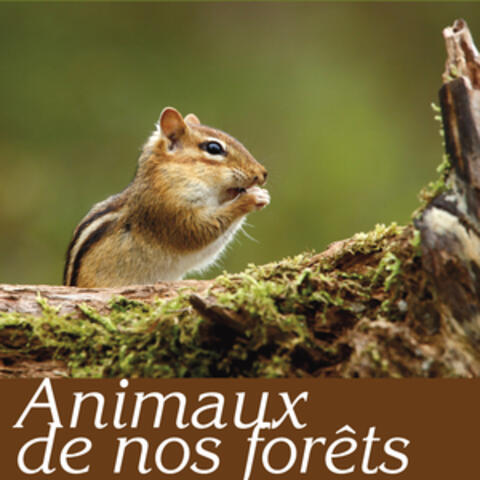 Animaux de nos forêts