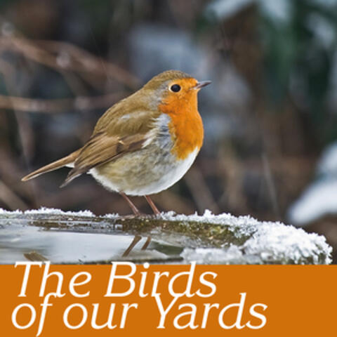 The birds of our yards