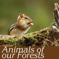 At nightfall (foxes, fennecs, wild cats, owls and bats)