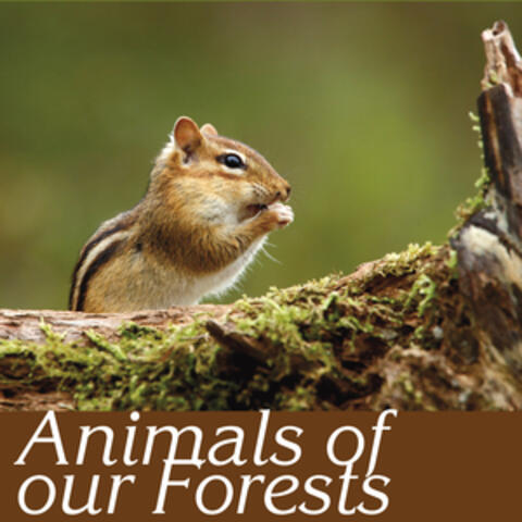 Animals of our Forests