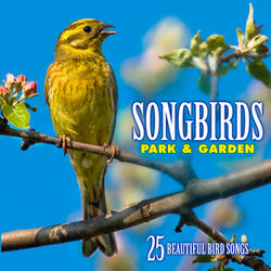 Dunnock: Song